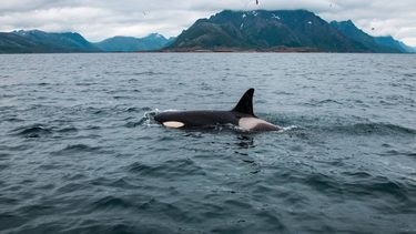 Orka in natuur