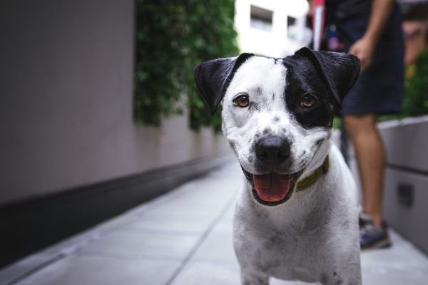 Honden uitlaten bij een laadpaal voor je elektrische auto?